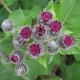 Burdock oil for hair